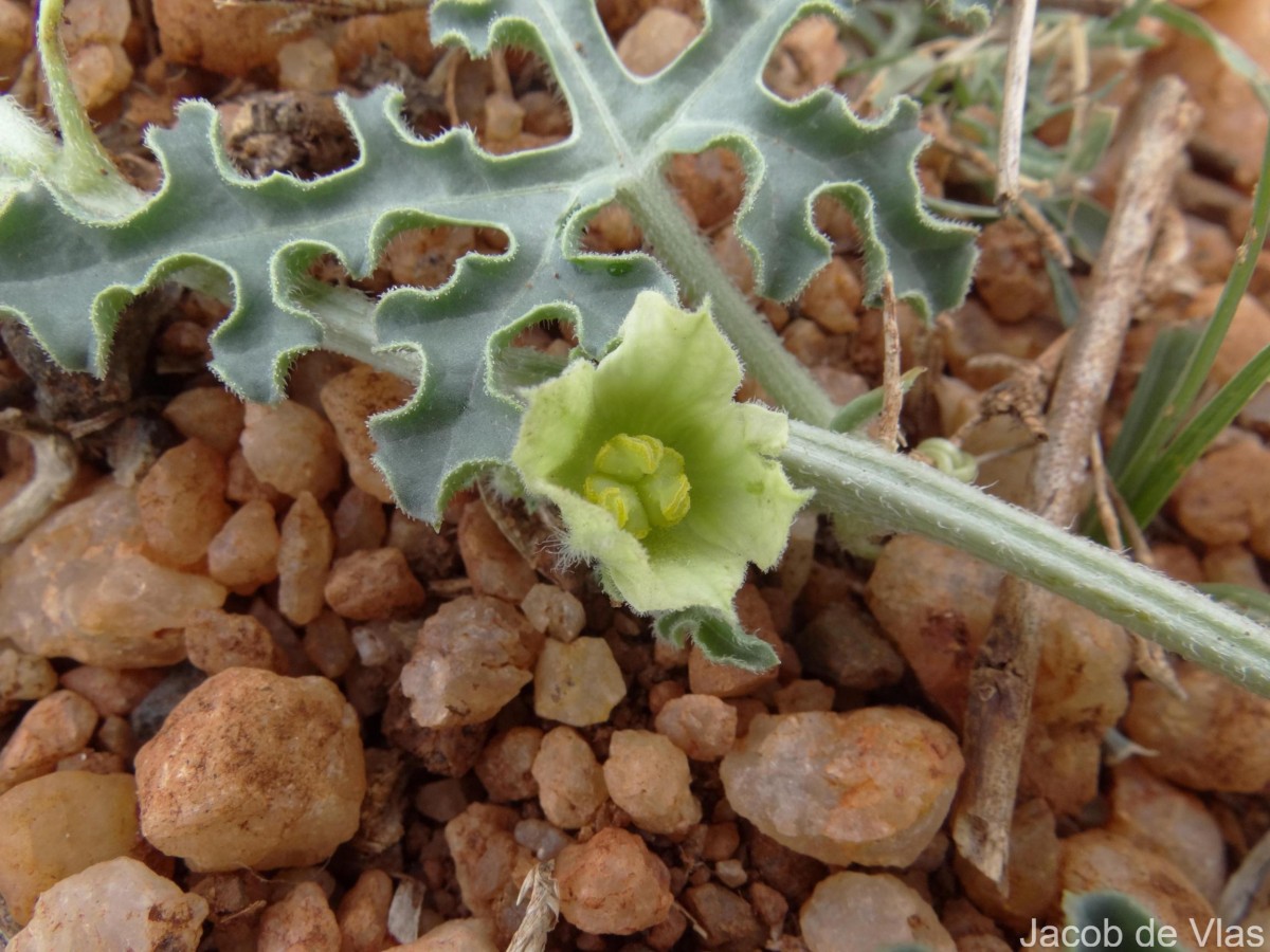 Citrullus colocynthis (L.) Schrad.